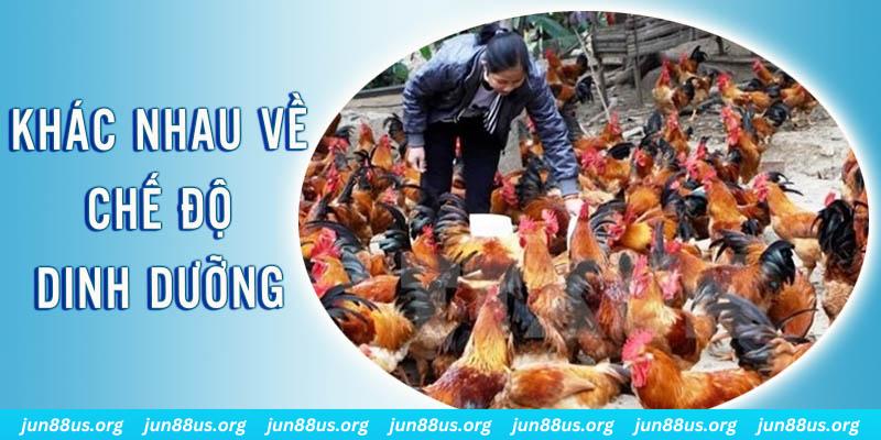 gi88 xổ số thứ sáu hàng tuần